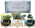 Unique Aunt Gifts  Best Ever Succulent Pots